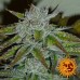 Acapulco Gold - Barney's Farm